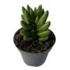 Crassula Ben Suculenta Que Crece En Forma De Cruz