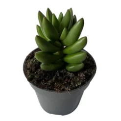 Crassula Ben Suculenta Que Crece En Forma De Cruz