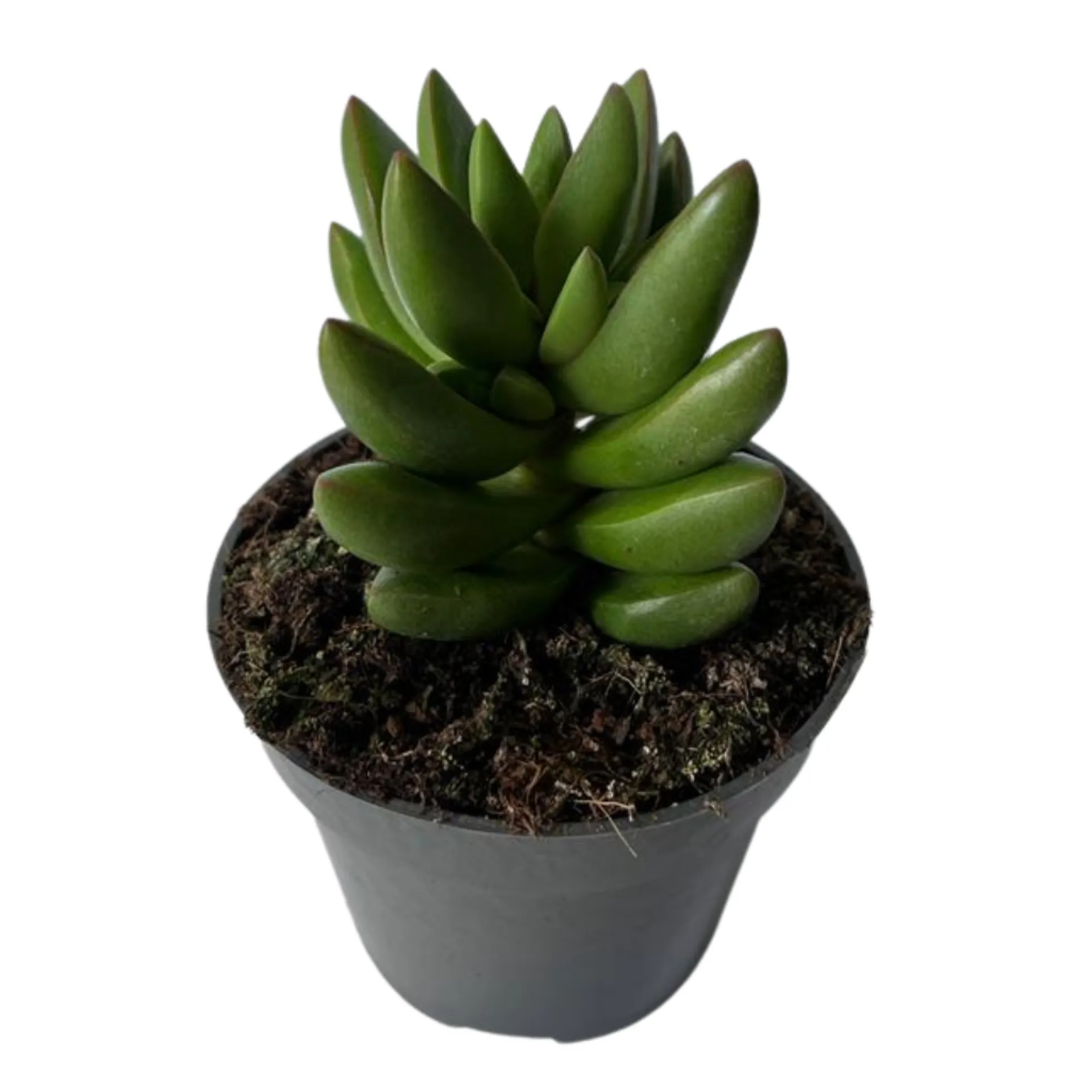 Crassula Ben Suculenta Que Crece En Forma De Cruz
