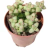 Crassula Brevifolia Planta Suculenta Natural Ø8