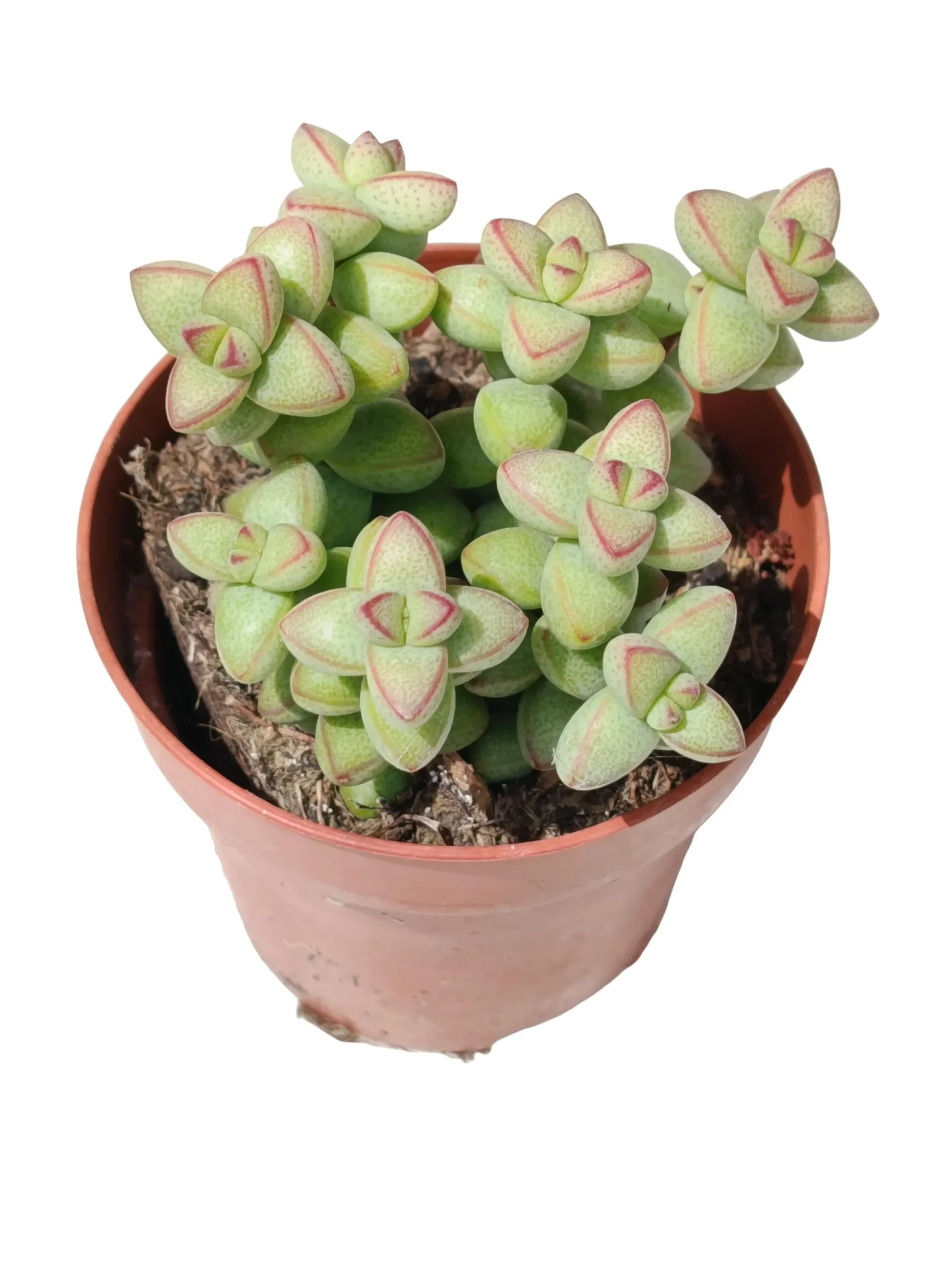 Crassula Brevifolia Planta Suculenta Natural Ø8