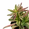 Crassula Capitella 'campfire' Variegata Cactus Y Suculentas M8,5 cm Ø