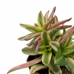 Crassula Capitella 'campfire' Variegata Cactus Y Suculentas M8,5 cm Ø