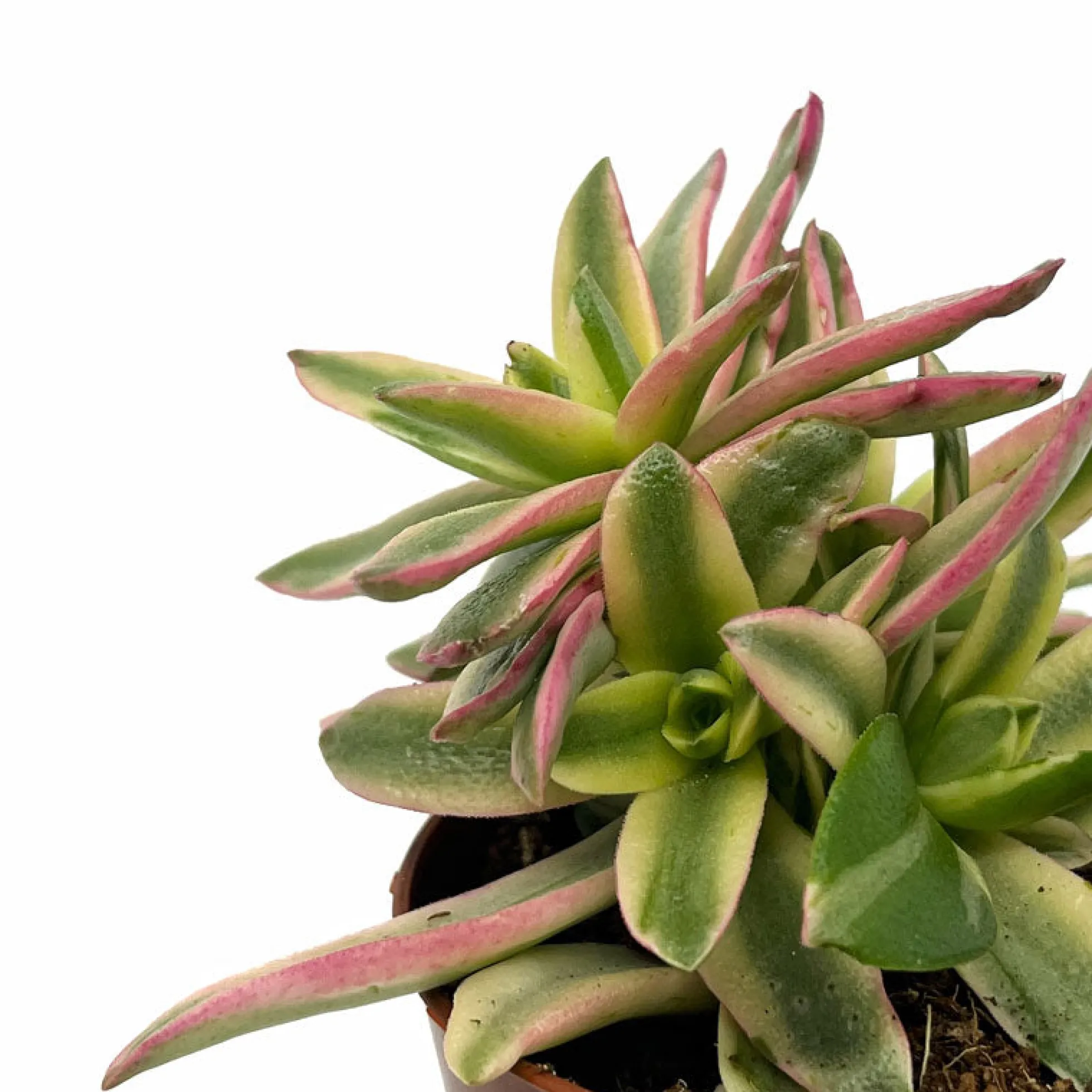 Crassula Capitella 'campfire' Variegata Cactus Y Suculentas M8,5 cm Ø