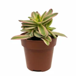 Crassula Capitella 'campfire' Variegata Cactus Y Suculentas M8,5 cm Ø