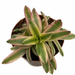 Crassula Capitella 'campfire' Variegata Cactus Y Suculentas M8,5 cm Ø