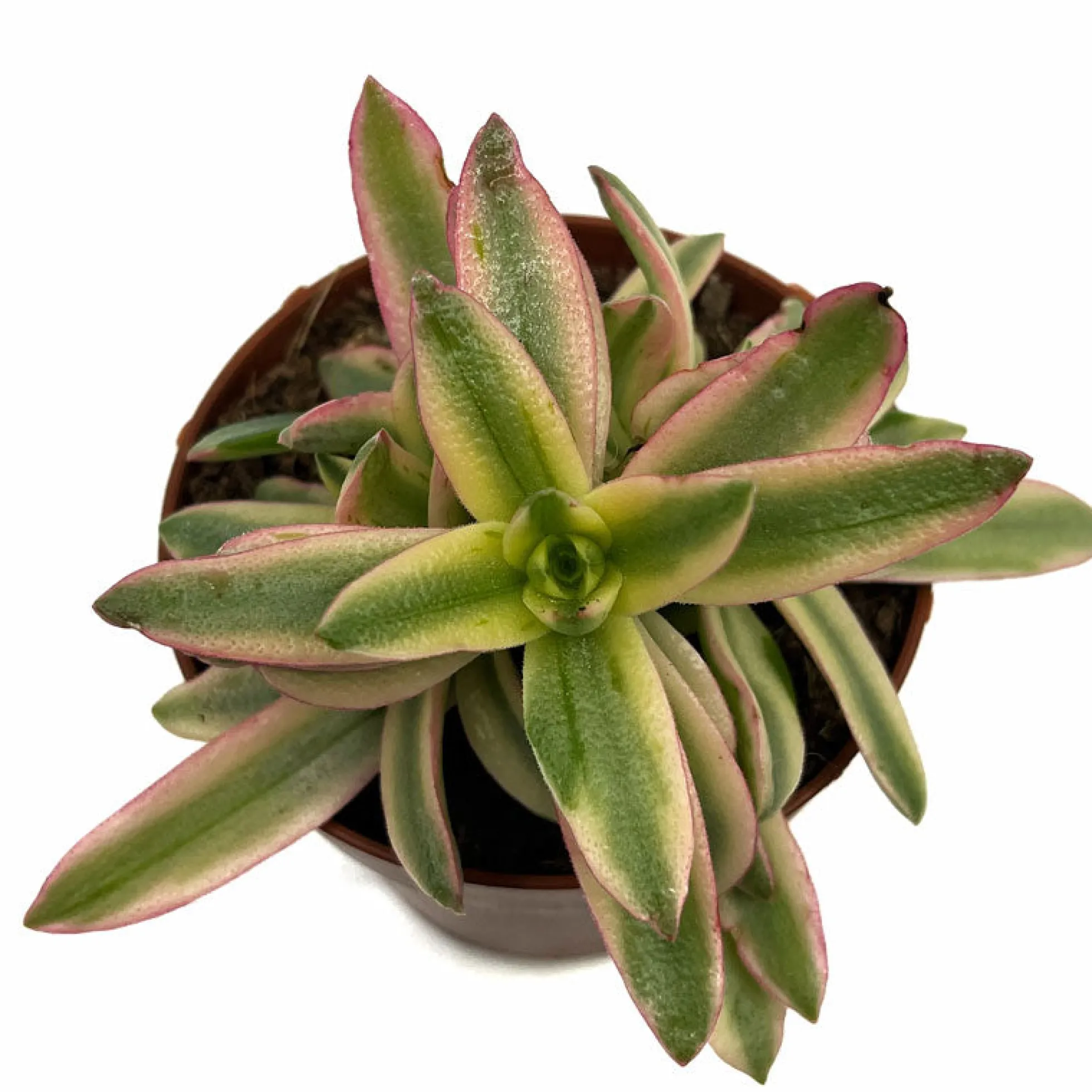 Crassula Capitella 'campfire' Variegata Cactus Y Suculentas M8,5 cm Ø