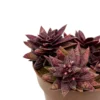 Crassula Capitella Híbrida Cactus Y Suculentas M8,5 cm Ø