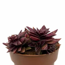 Crassula Capitella Híbrida Cactus Y Suculentas M8,5 cm Ø