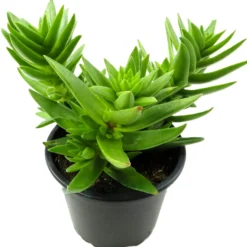 Crassula Capitella Subsp. Thyrsiflora; Planta Suculenta Verde; Curiosarium; Diámetro Maceta 10,5 Cm