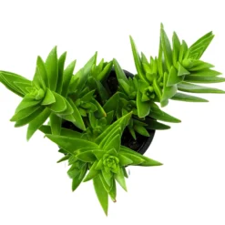 Crassula Capitella Subsp. Thyrsiflora; Planta Suculenta Verde; Curiosarium; Diámetro Maceta 10,5 Cm