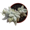 Crassula Cornuta Planta Suculenta Ø5