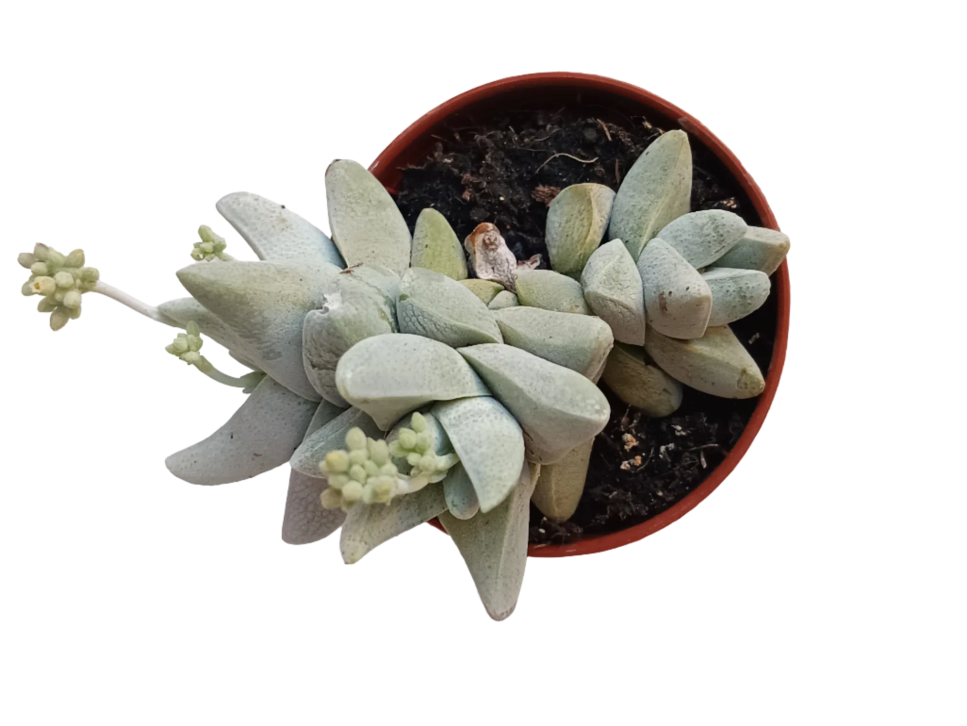 Crassula Cornuta Planta Suculenta Ø5