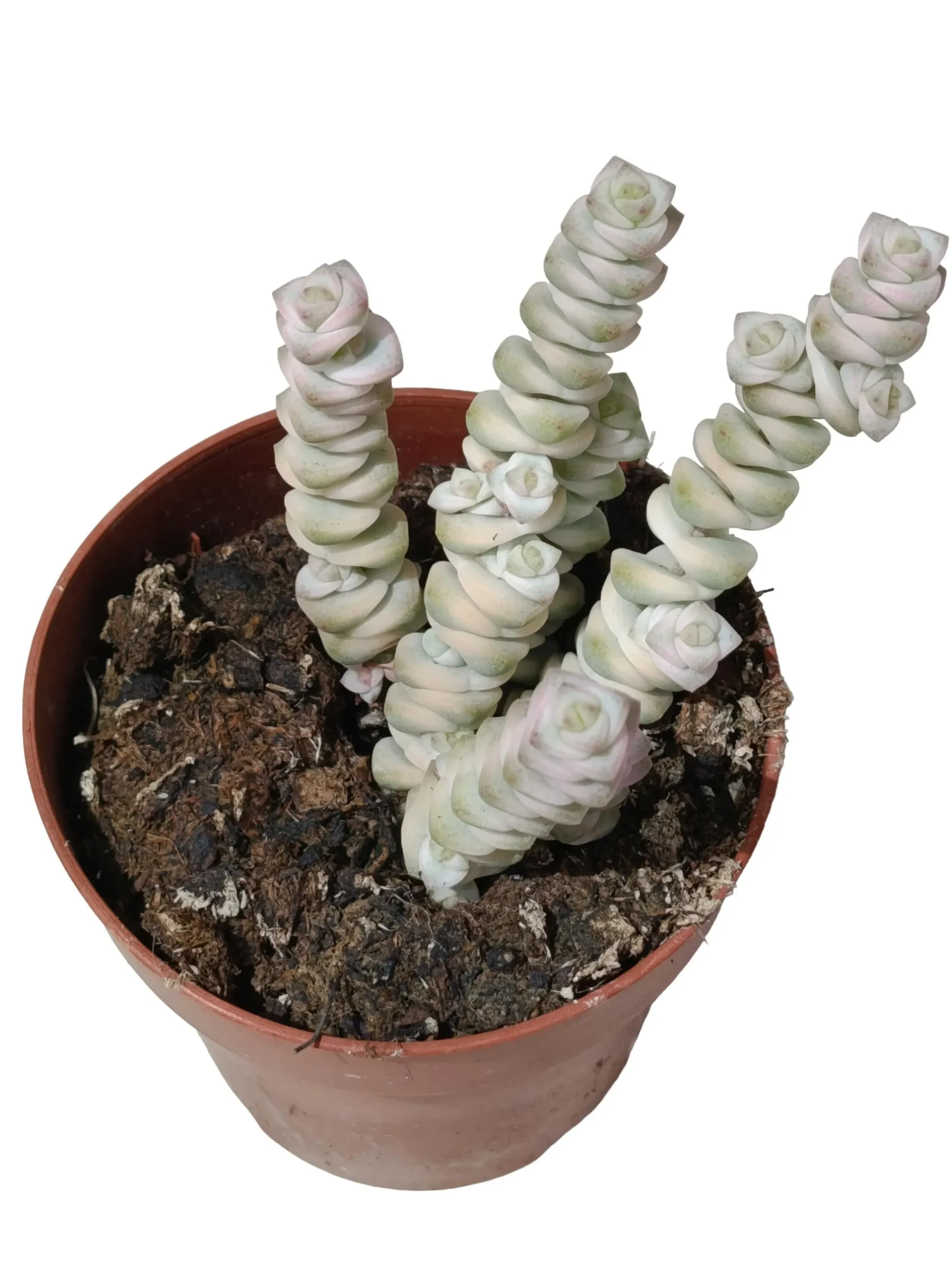 Crassula Fantasy Variegata Planta Suculenta Natural Ø8