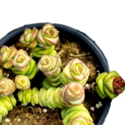 Crassula Marnieriana (collar De Jade, Pagoda China); Planta Suculenta; Curiosarium; Diámetro Maceta 10,5 Cm
