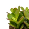Crassula Ovata Cactus Y Suculentas M8,5 cm Ø