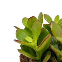 Crassula Ovata Cactus Y Suculentas M8,5 cm Ø