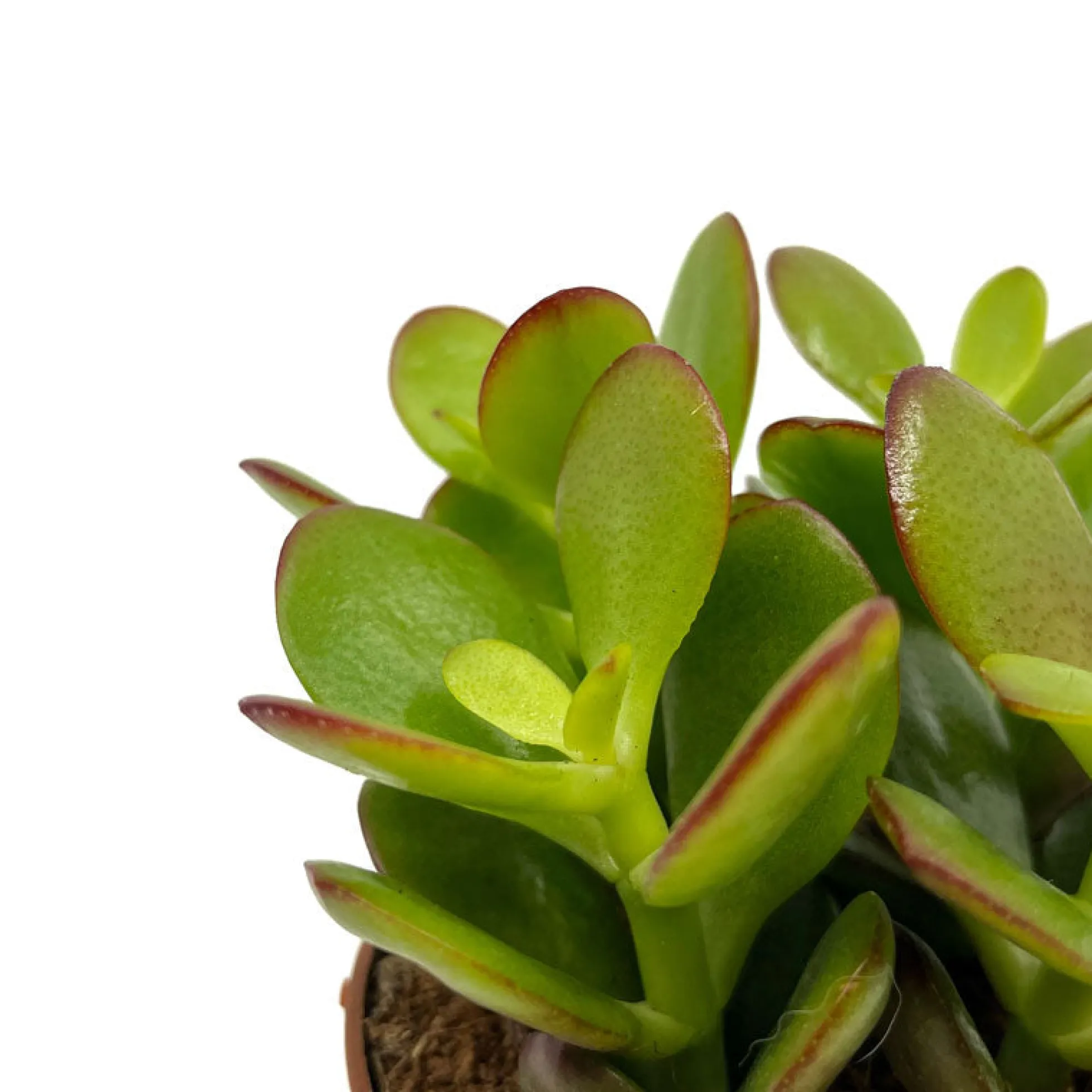 Crassula Ovata Cactus Y Suculentas M8,5 cm Ø