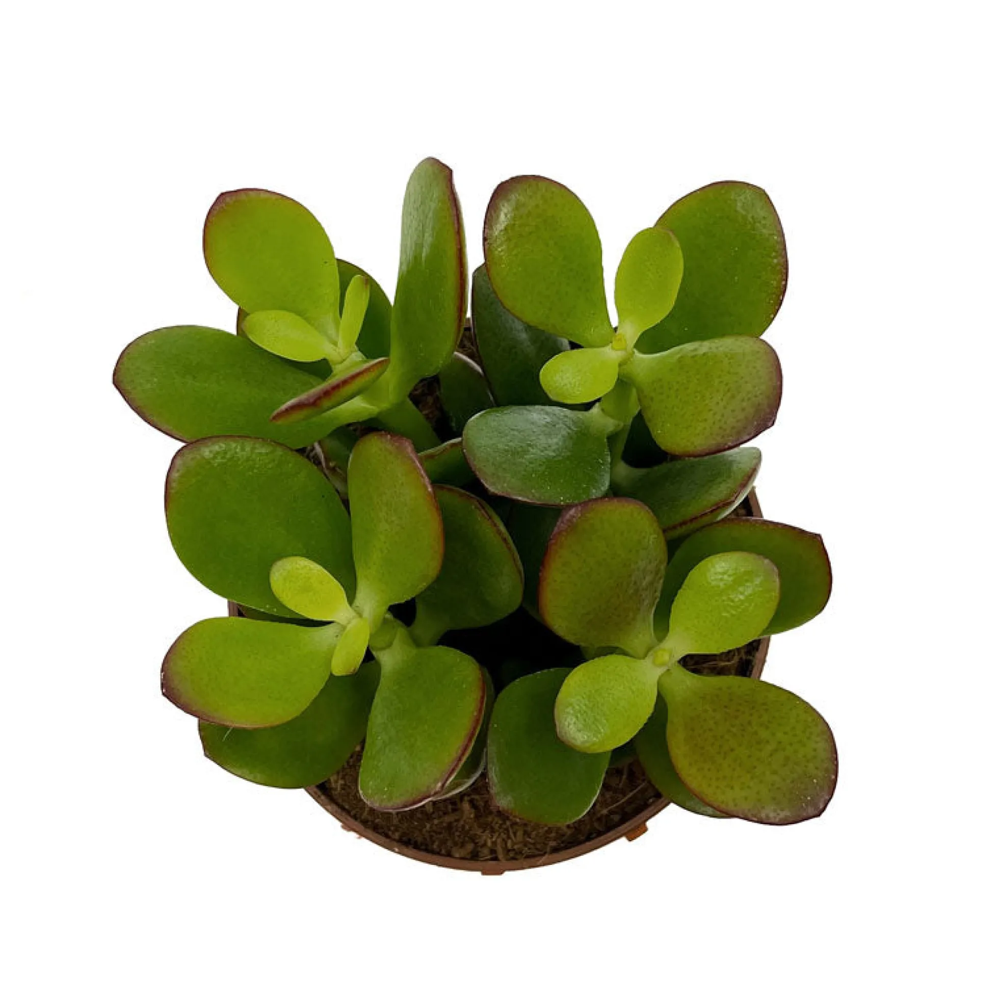 Crassula Ovata Cactus Y Suculentas M8,5 cm Ø