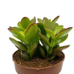 Crassula Ovata Cactus Y Suculentas M8,5 cm Ø