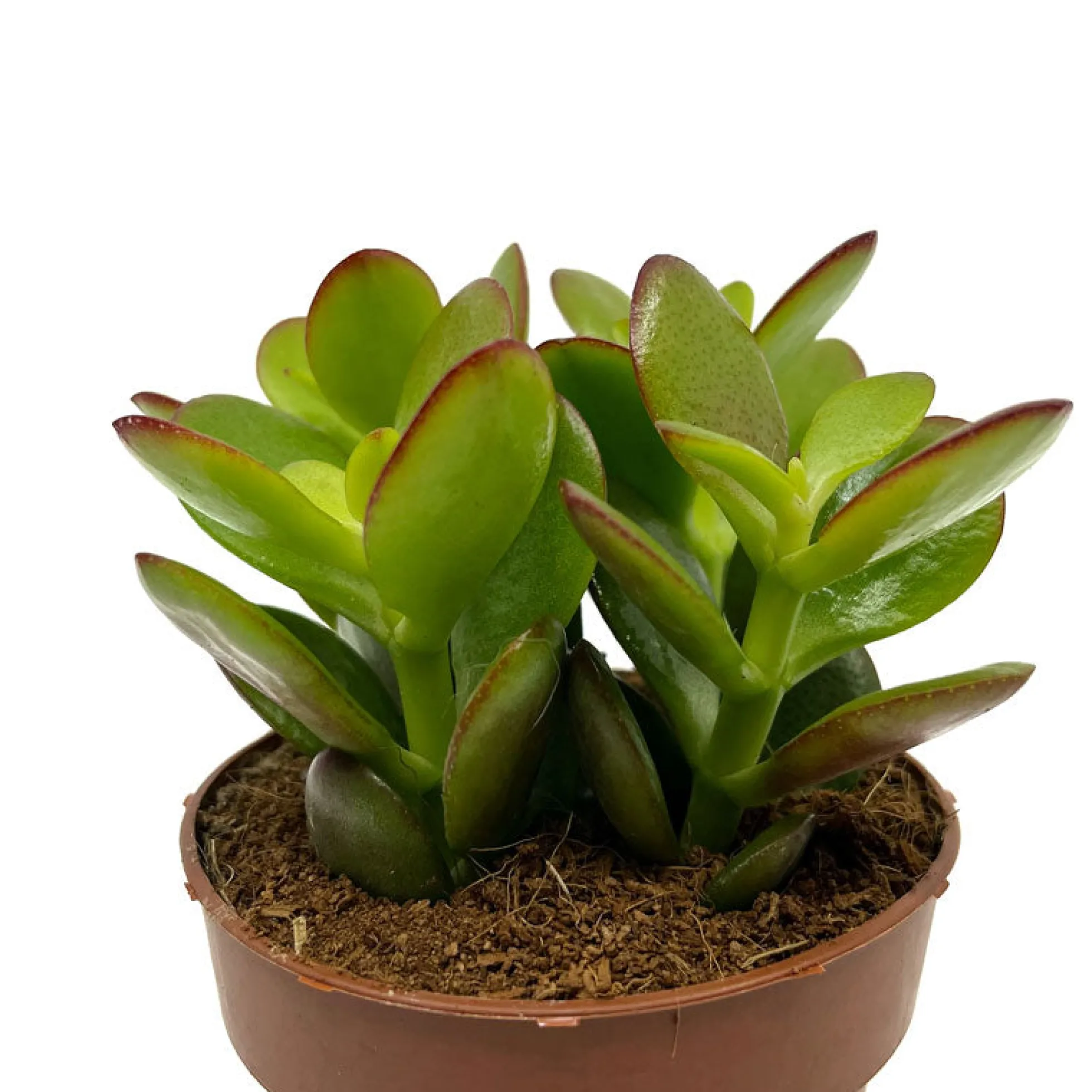 Crassula Ovata Cactus Y Suculentas M8,5 cm Ø