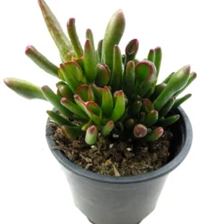 Crassula Ovata 'horn Tree'; Planta Suculenta Verde; Curiosarium; Maceta 10,5 Cm