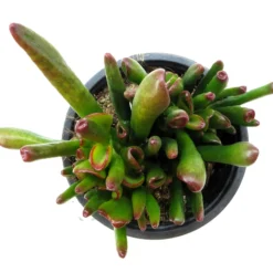 Crassula Ovata 'horn Tree'; Planta Suculenta Verde; Curiosarium; Maceta 10,5 Cm
