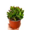 Crassula Ovata M13