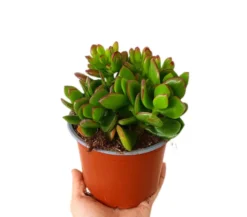 Crassula Ovata M13