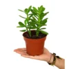 Crassula Ovata M12 20cm (aŕbol De Jade)