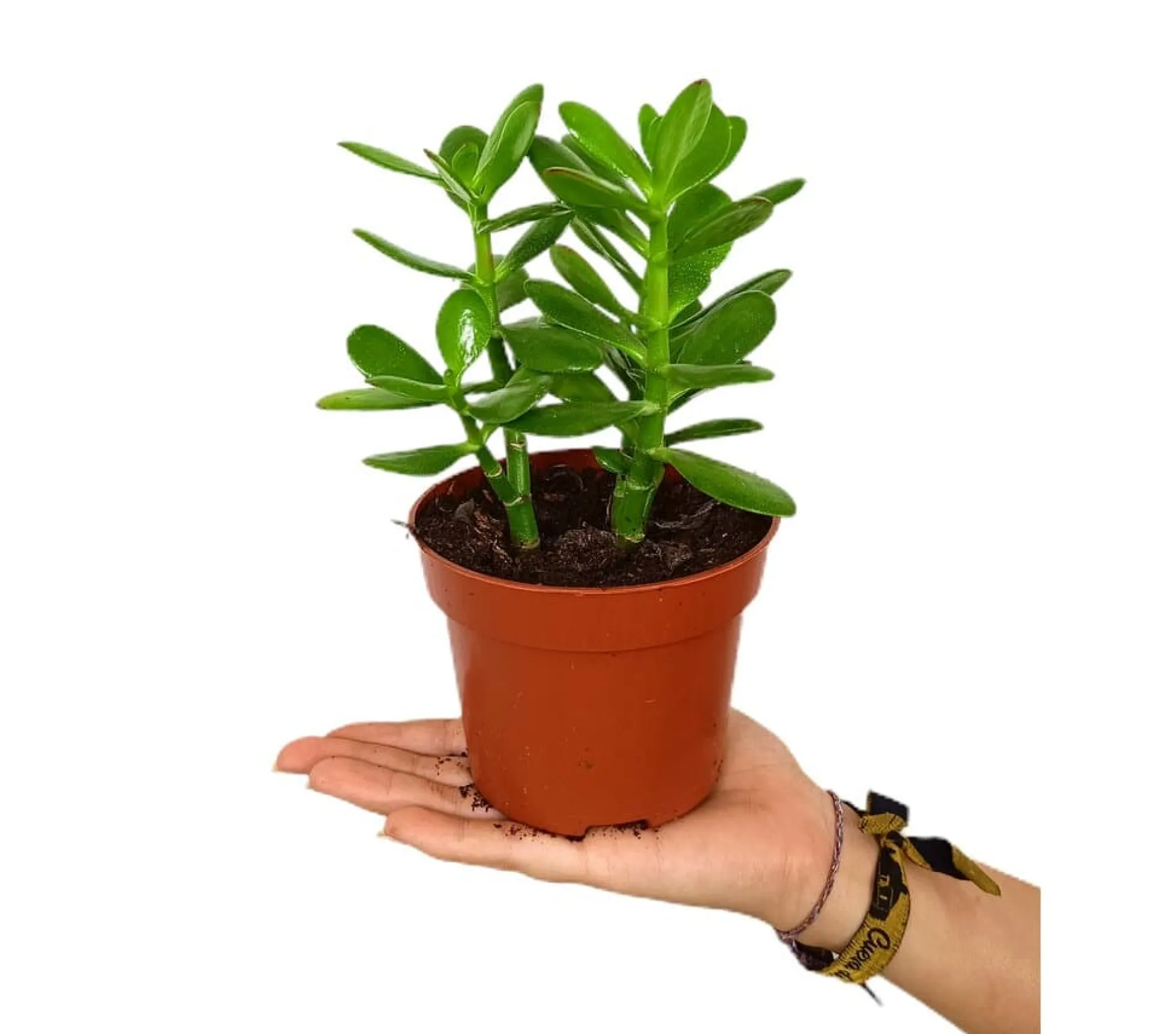 Crassula Ovata M12 20cm (aŕbol De Jade)