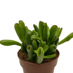 Crassula Ovata 'skinny-fingers' Cactus Y Suculentas M8,5 cm Ø