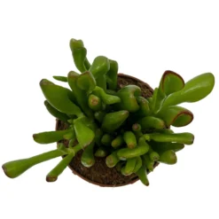 Crassula Ovata 'skinny-fingers' Cactus Y Suculentas M8,5 cm Ø