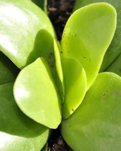 Crassula Perfoliata 'borracha'; Planta Suculenta Verde, Planta De Colección; Curiosarium; Diámetro Maceta 10,5 Cm