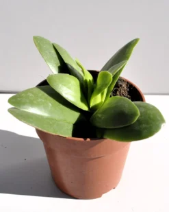 Crassula Perfoliata 'borracha'; Planta Suculenta Verde, Planta De Colección; Curiosarium; Diámetro Maceta 10,5 Cm