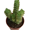 Crassula Perforata Planta Suculenta Colgante Ø8