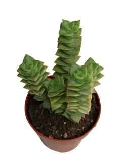 Crassula Perforata Planta Suculenta Colgante Ø8