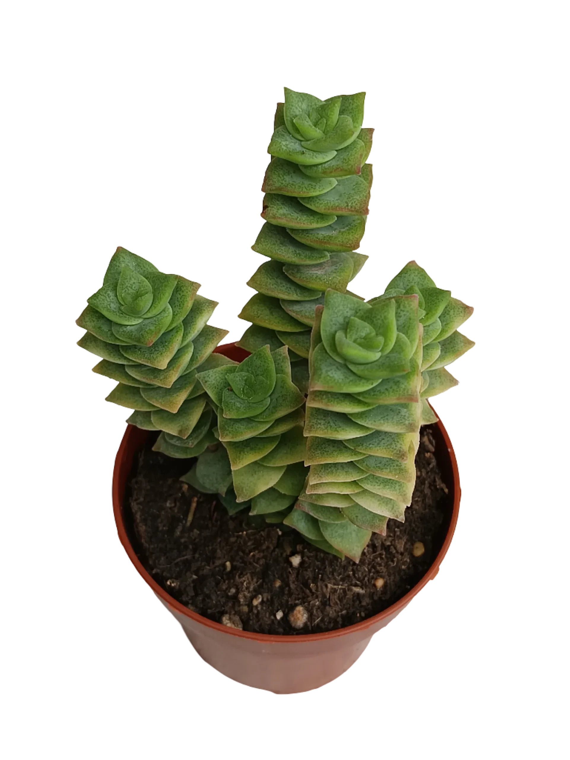 Crassula Perforata Planta Suculenta Colgante Ø8