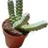 Crassula Plegmantoides Planta Suculenta Natural Ø8
