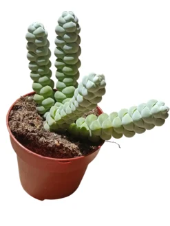 Crassula Plegmantoides Planta Suculenta Natural Ø8