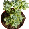 Crassula Rupestris Planta Suculenta Natural Ø8