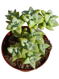 Crassula Rupestris Planta Suculenta Natural Ø8