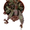 Crassula Rupestris Subsp. Marnieriana Planta Suculenta Natural Ø8
