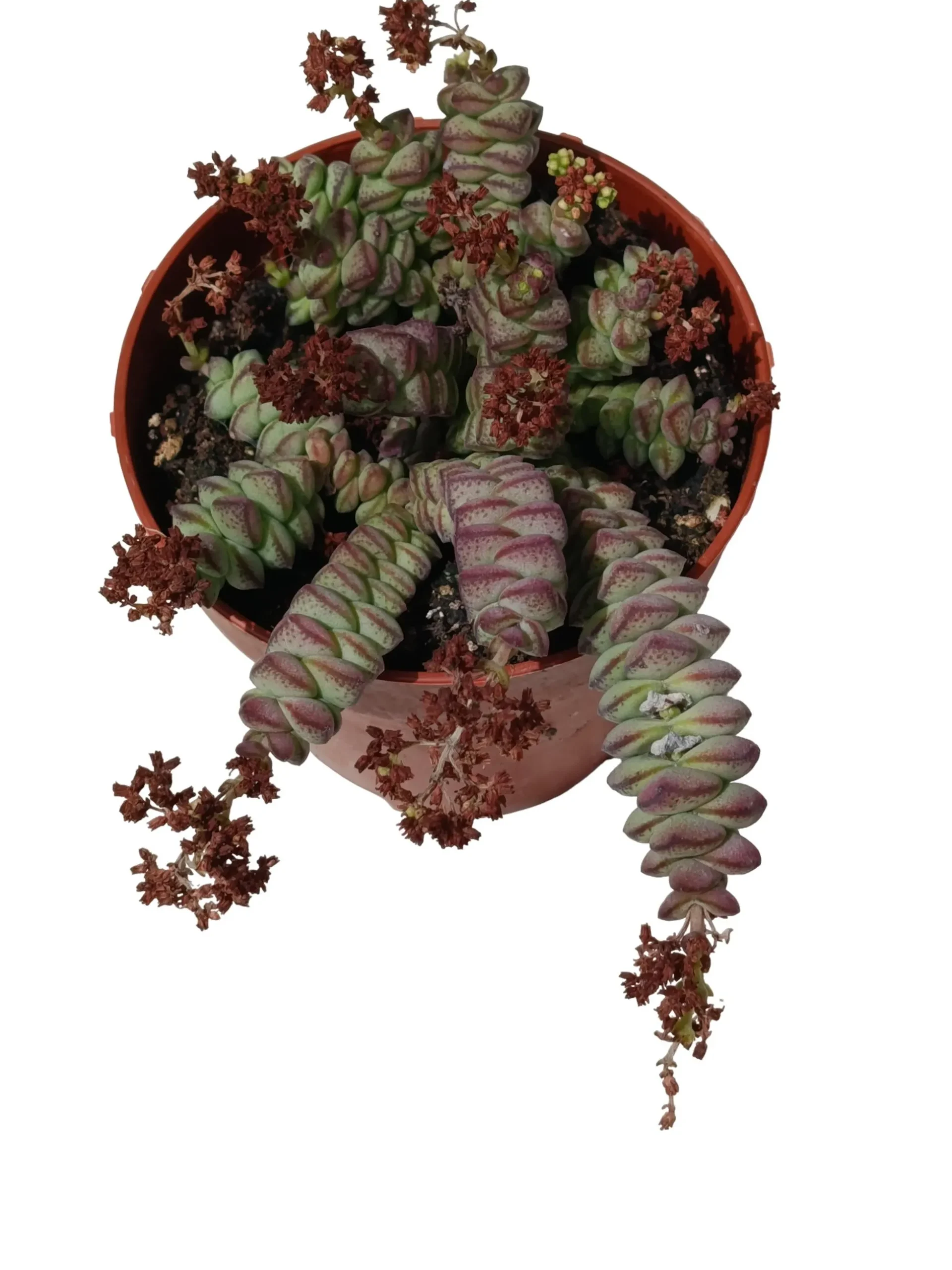 Crassula Rupestris Subsp. Marnieriana Planta Suculenta Natural Ø8
