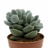 Crassula Tecta Cactus Y Suculentas M8,5 cm Ø