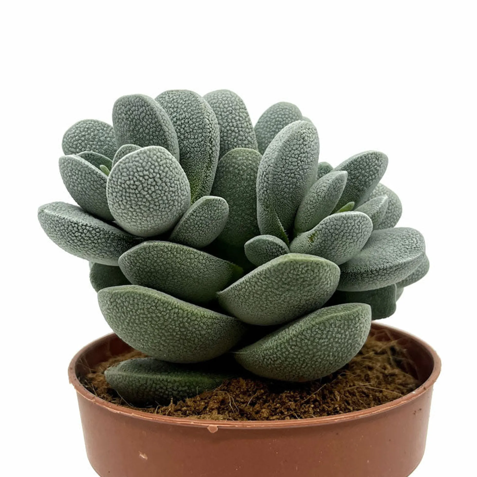 Crassula Tecta Cactus Y Suculentas M8,5 cm Ø
