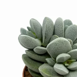 Crassula Tecta Cactus Y Suculentas M8,5 cm Ø