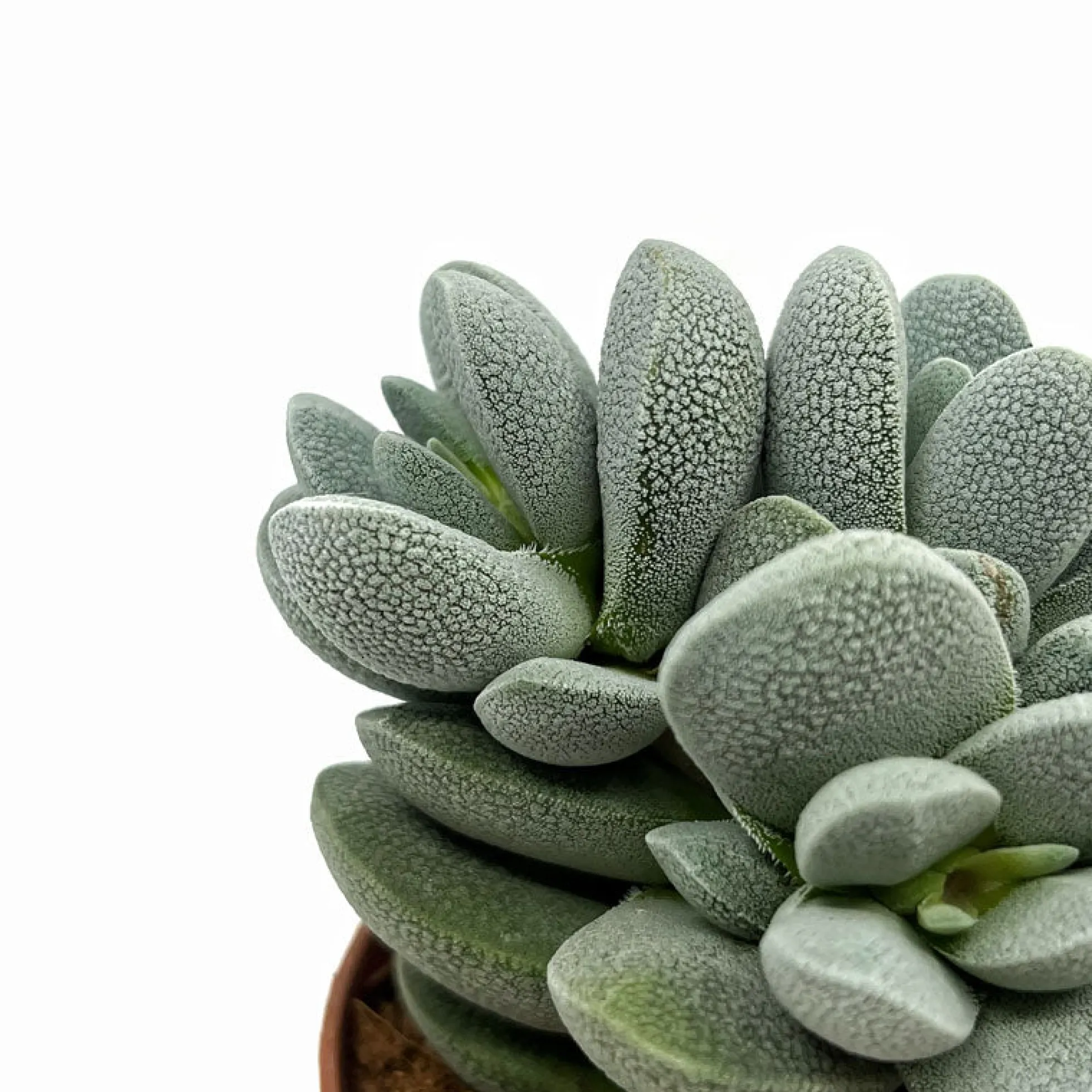 Crassula Tecta Cactus Y Suculentas M8,5 cm Ø