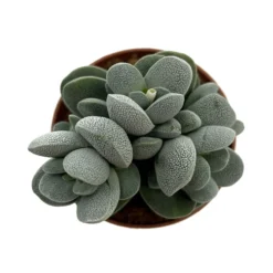 Crassula Tecta Cactus Y Suculentas M8,5 cm Ø