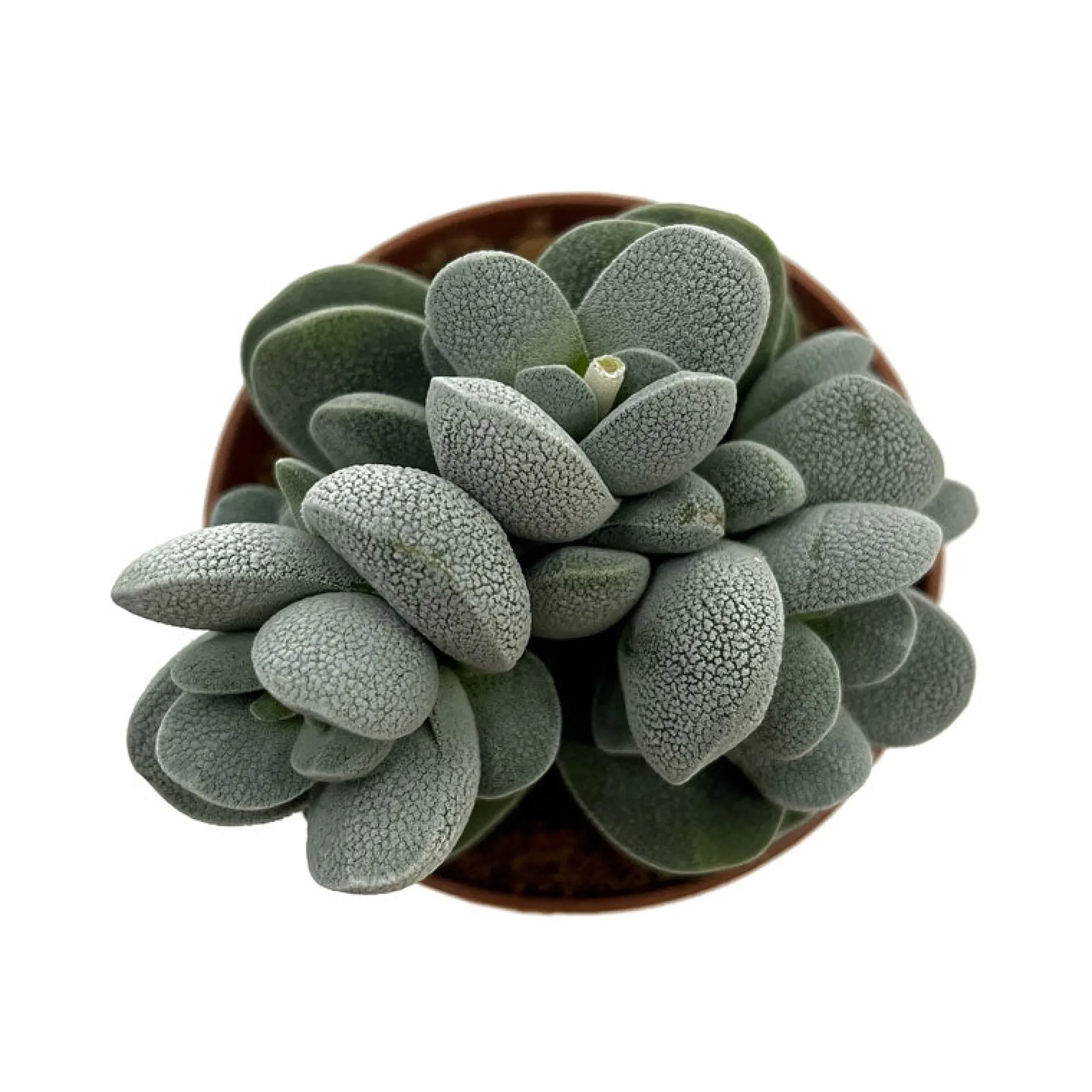 Crassula Tecta Cactus Y Suculentas M8,5 cm Ø